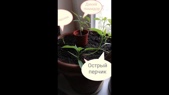 огород на балконе смотреть онлайн