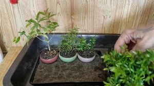 1частьКак вырастить бонсай МАМЕ? How to grow MAME bonsai?