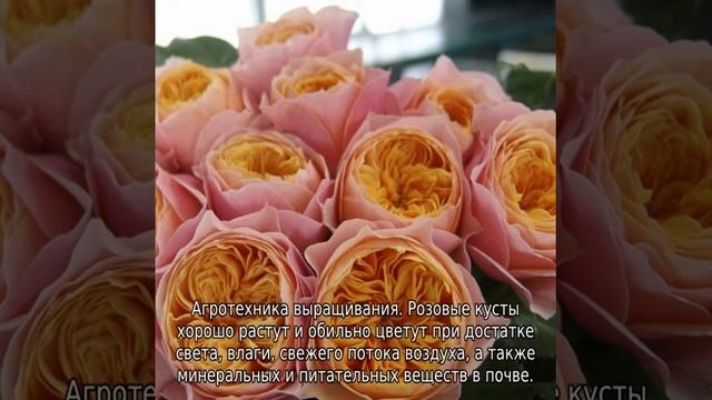 Роза Вувузела смотреть онлайн