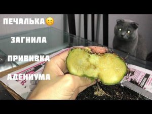 Адениум. Загнил каудекс на прививке