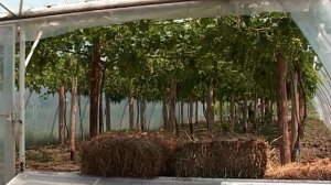 Органический виноград в Крыму