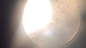 Чем кормить малька Инфузория или Артемия