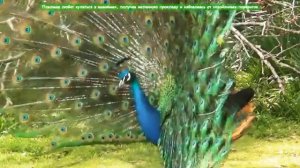 #павлин Индийский павлин .