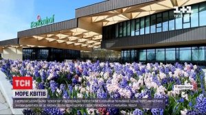 Новини світу: у Нідерландах знамениті поля цвітуть без уваги відвідувачів