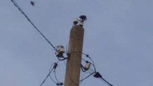 Красивое пение птиц.mp4