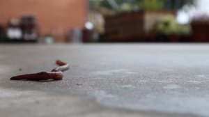 ПОЧЕМУ ПОСЛЕ ДОЖДЯ ТАК МНОГО ЧЕРВЕЙ