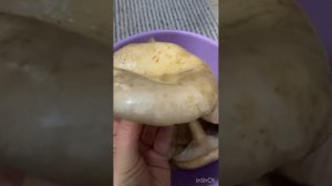 Как быстро солить грибы грузди без приправ вода и соль! Можно есть через три дня ! #грибы