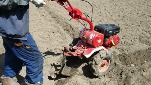 посадка картофеля плугом на мотоблоке