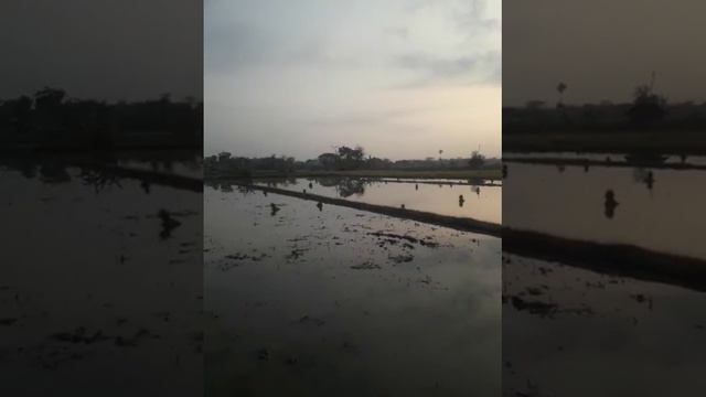 SIDAK SAWAH sebelum ditanami DI PAGI HARI