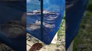 Покупная сушилка для рыбы.