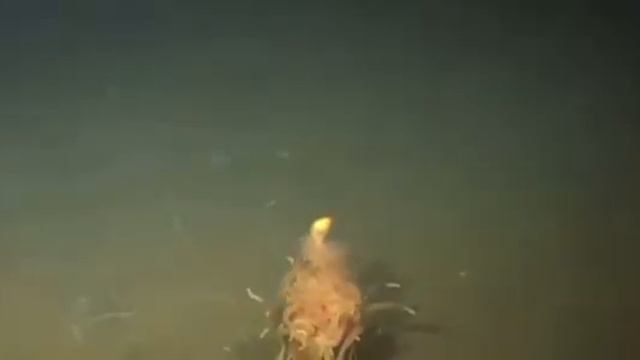 Инопланетяне существуют в воде! смотреть онлайн