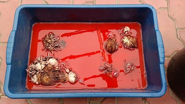 Калла клубневая осенью (клубневая зантедеския)