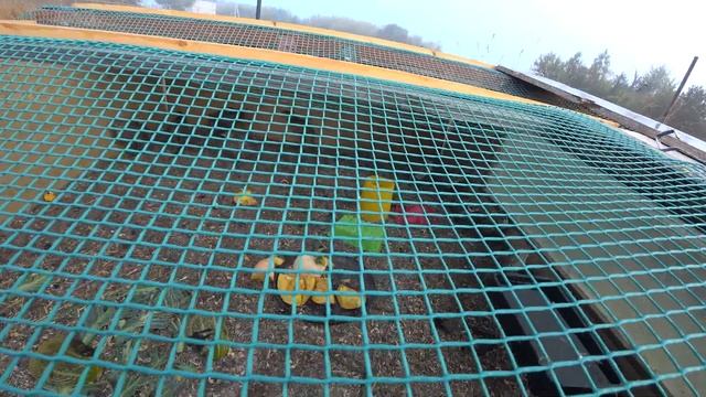 СКОЛЬКО ВЕСЯТ ГУСИ В 2 МЕСЯЦА? КАННИБАЛИЗМ У ФАЗАНОВ. смотреть онлайн