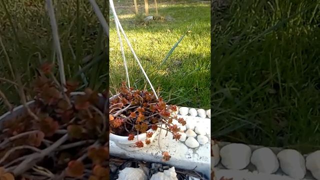 Мини очитки в горшках, пестрота красок осенних мини очитков!! смотреть онлайн