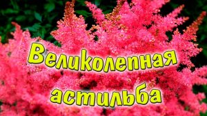 Великолепная астильба. Кратко о посадке и уходе. Простые советы.