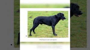 Виды овчарок 50+