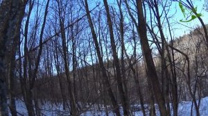 Охота на лису с гончим!!!