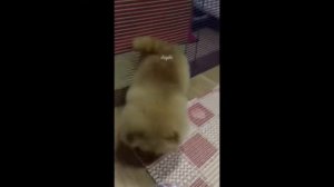 Эксклюзивная micro девочка померанский шпиц. Щенки шпица мини.