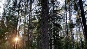 #135 Завершаем экскурсию по заповеднику. Керженец.