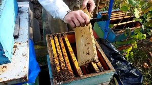 Сокращаю двухматочную семью.