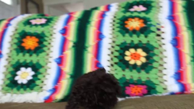 Шоколадный Мальтипу (девочка) 12 октября 2014 смотреть онлайн