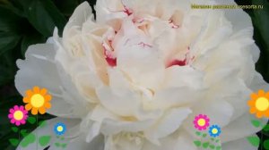 Пион молочноцветковый Аваланч. Краткий обзор, описание характеристик paeonia lactiflora Avalanche