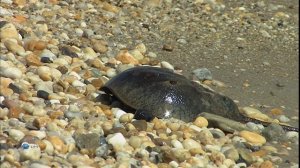 Всё об Америке «Делавэр» (документальный сериал, 2003-2007)