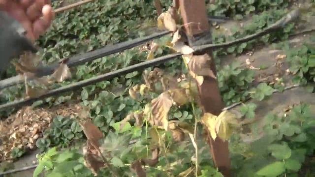 малина в теплице.Сорт Атлант смотреть онлайн