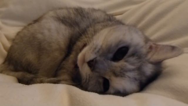 Fluffy Ball! смотреть онлайн