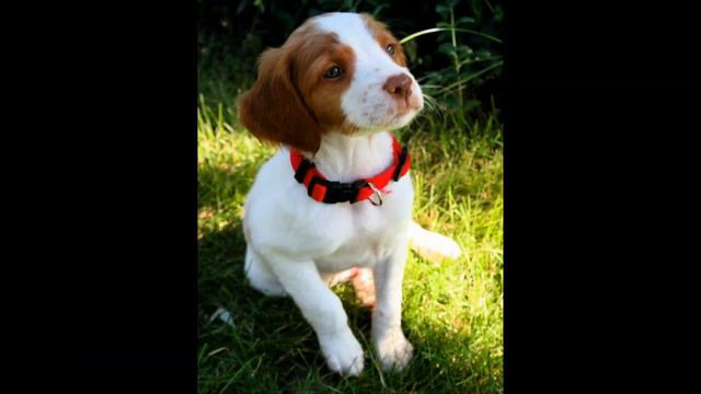 Бретонский эпаньоль смотреть онлайн