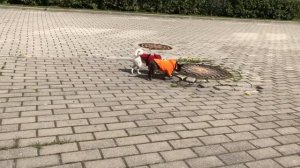 как приучить собаку к улице❤️как научить собаку гулять?