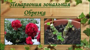Пеларгония зональная весенняя обрезка