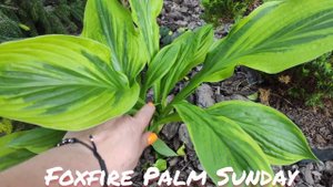 Хосты Foxfire Palm Sunday...Foxfire good friday ...