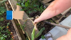 Лечебный лук Суворова.