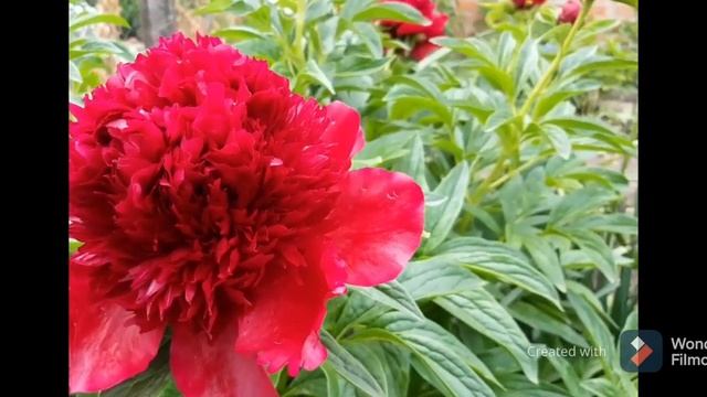 ЦВЕТЫ ПИОНЫ 2020 год СЛАЙД ШОУ смотреть онлайн