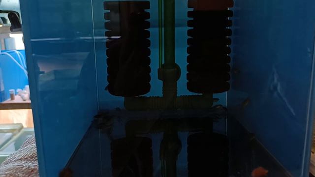 Нерест коридорасов Пигмей смотреть онлайн