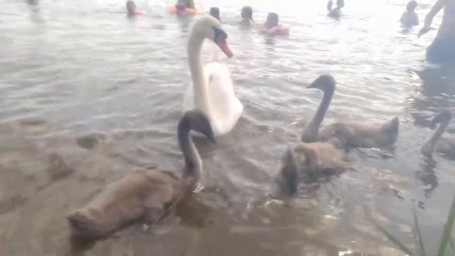 Лебеди среди людей.Семейство Лебедей,с детьми. смотреть онлайн