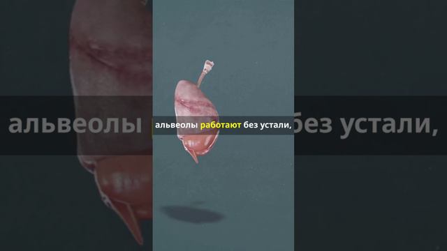 Удивительный факт о легких человека!