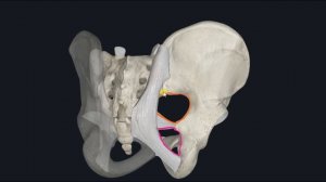 Седалищные отверстия (foramen ischiadicum majus et minus) 3D Анатомия