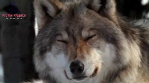 ВАЛЕРИЙ  КОЗЬМИН  ===ВОЛЧИЦА==