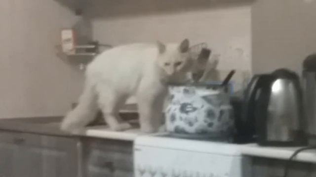 Кот пожрал из кастрюли смотреть онлайн