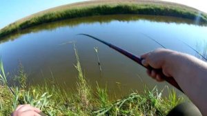 Карась летом! На поплавочную удочку. Ловим на манку и тесто. Сын Тимур на рыбалке!#карась