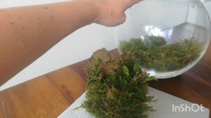 Мини - Орхидариум. Быстро из подручных материалов. Повышаем влажность.