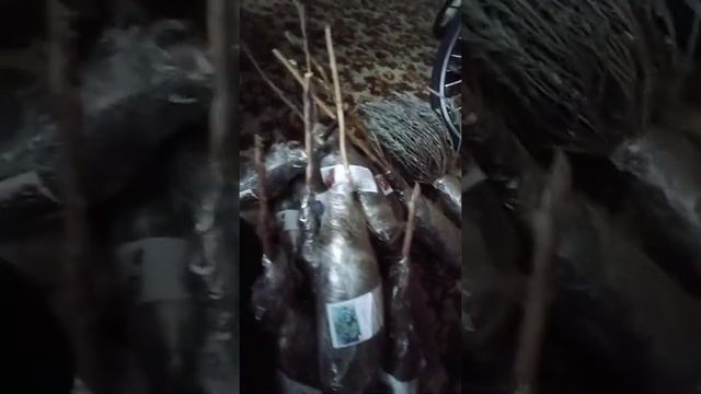 Распаковка посылки от «АГРО-МАРКЕТ»☘️|Апрель-2022 смотреть онлайн