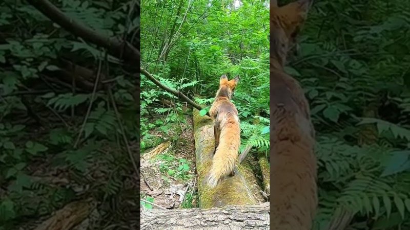 Кормлю Диких Лисят.Полный фильм на канале Ушёл по Делам.