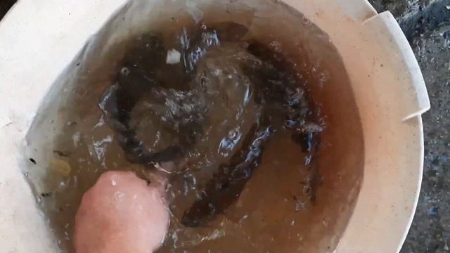 наловил карасей на жареху в своем пруду!жареный карась. смотреть онлайн