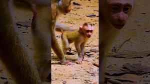Monkey Libby trying to w-arn baby LEO make him feels h-urt now