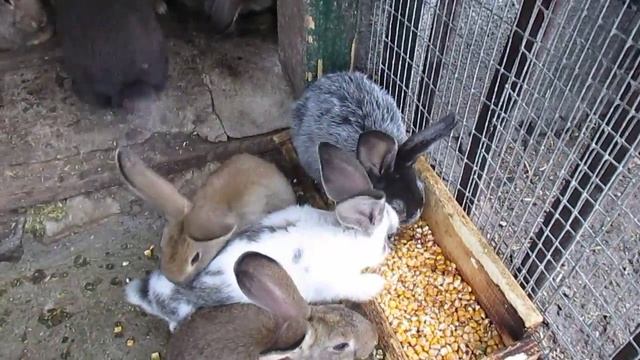 содержание кроликов в вольере 2 !!! смотреть онлайн