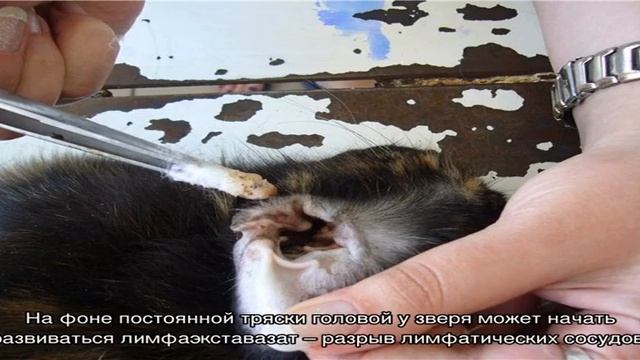 Ушной клещ у кроликов: что делать, причины и симптомы смотреть онлайн