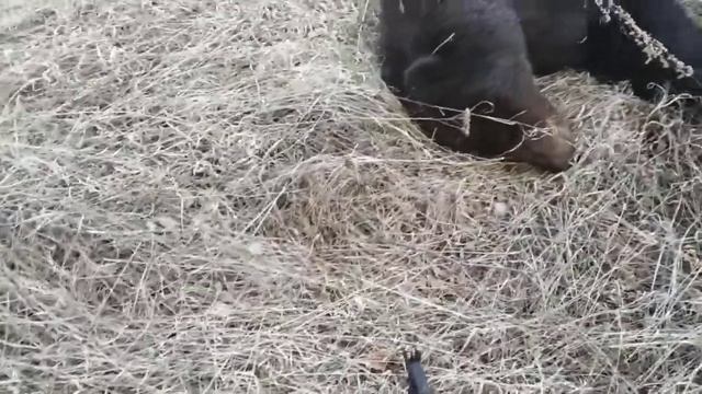 Трофей добыт. Добыча медведя на приваде 2020 год. Часть 3 смотреть онлайн